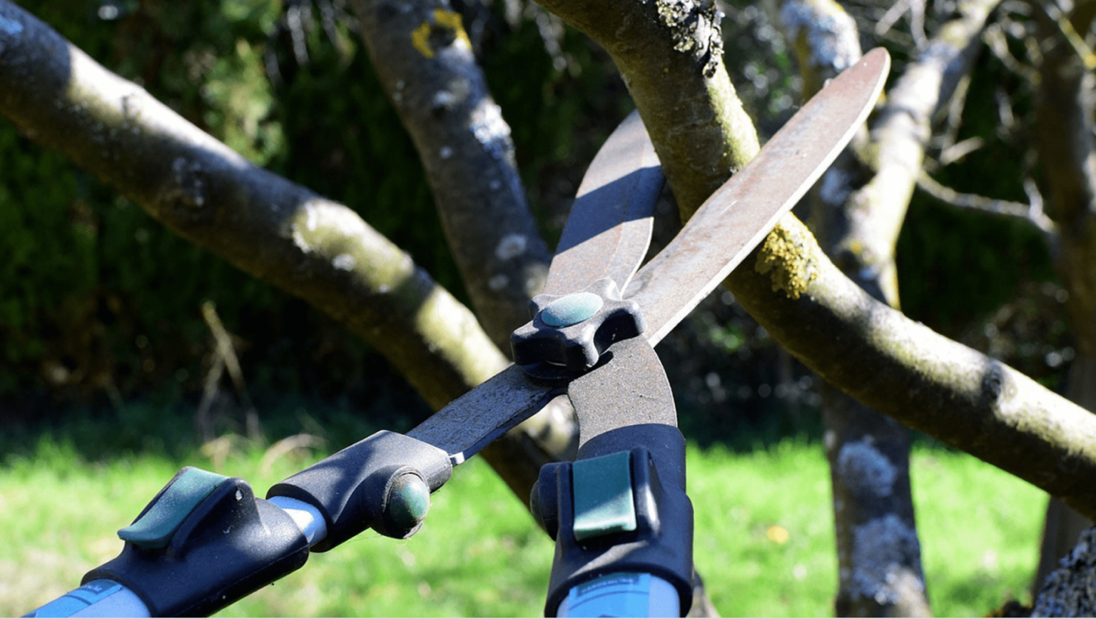 Tree Pruning Rochester NY Tree Soldiers Rochester