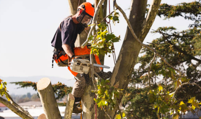 Obvious Signs your Tree is Crying for Tree Cutting Service