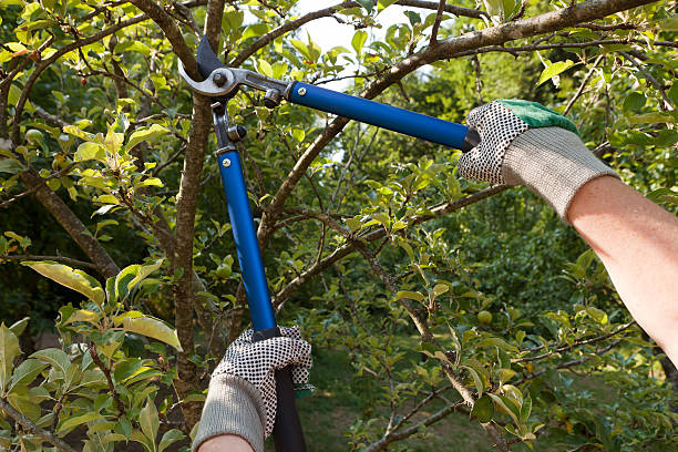 Tree Pruning Rochester NY